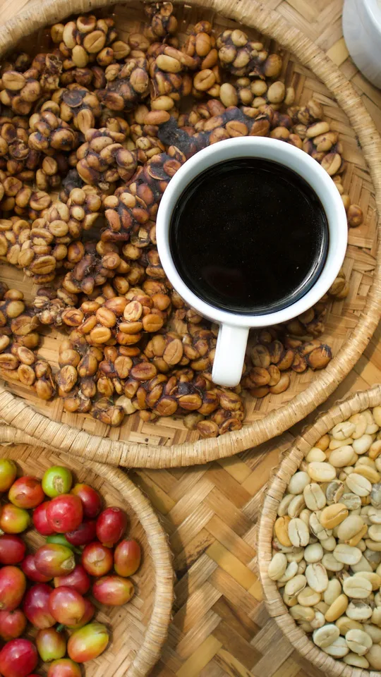 Il caffè kopi luwak